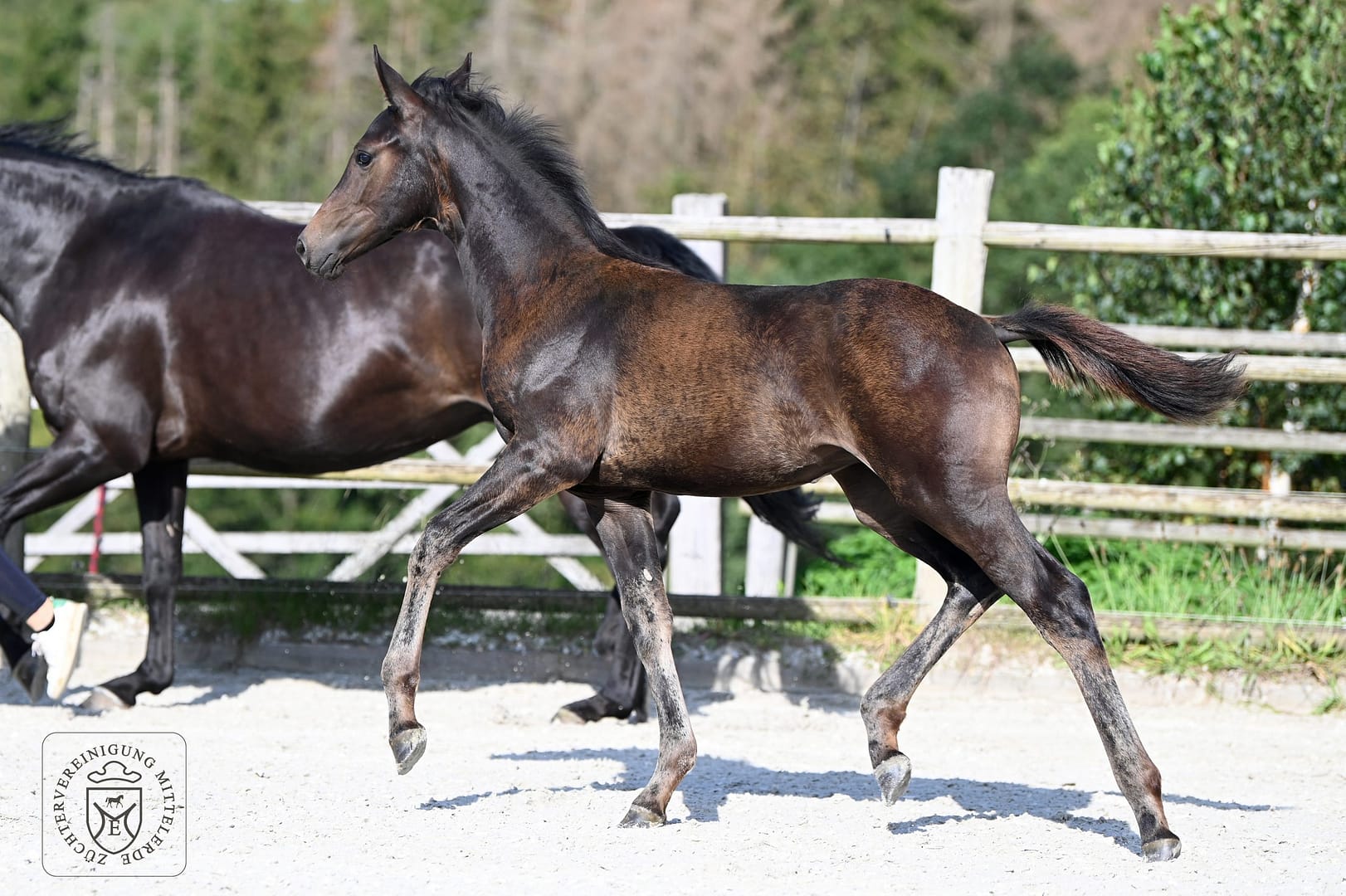 Thumbnail Sindar von der Mittelerde