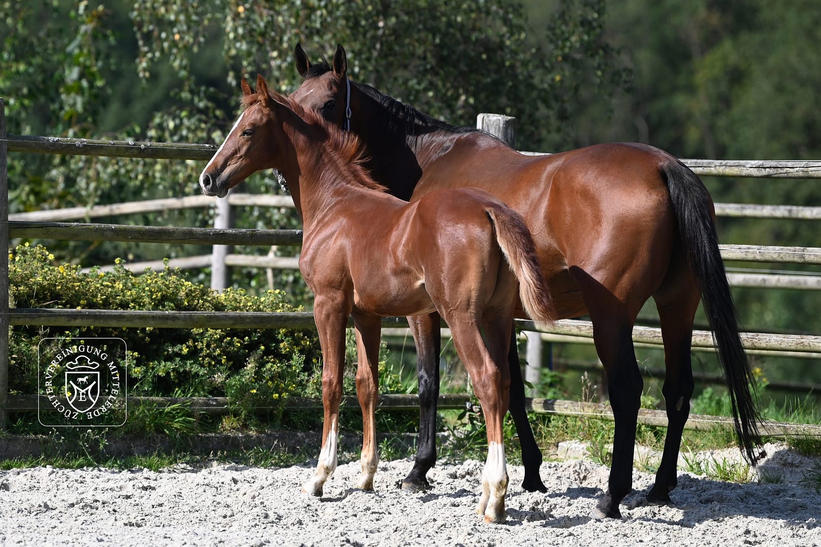 Thumbnail Vigo von der Mittelerde