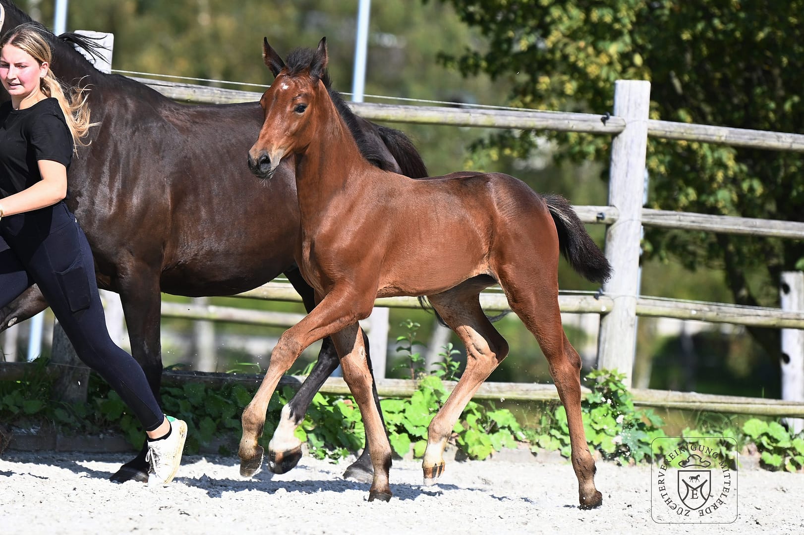 Thumbnail Eldar von der Mittelerde