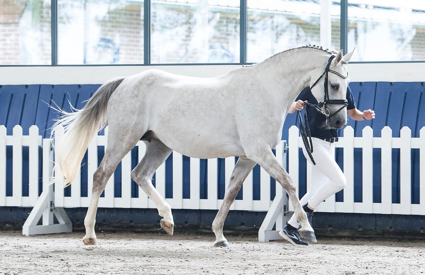 Thumbnail Ulysse de la Pomme Z (Lizzy)