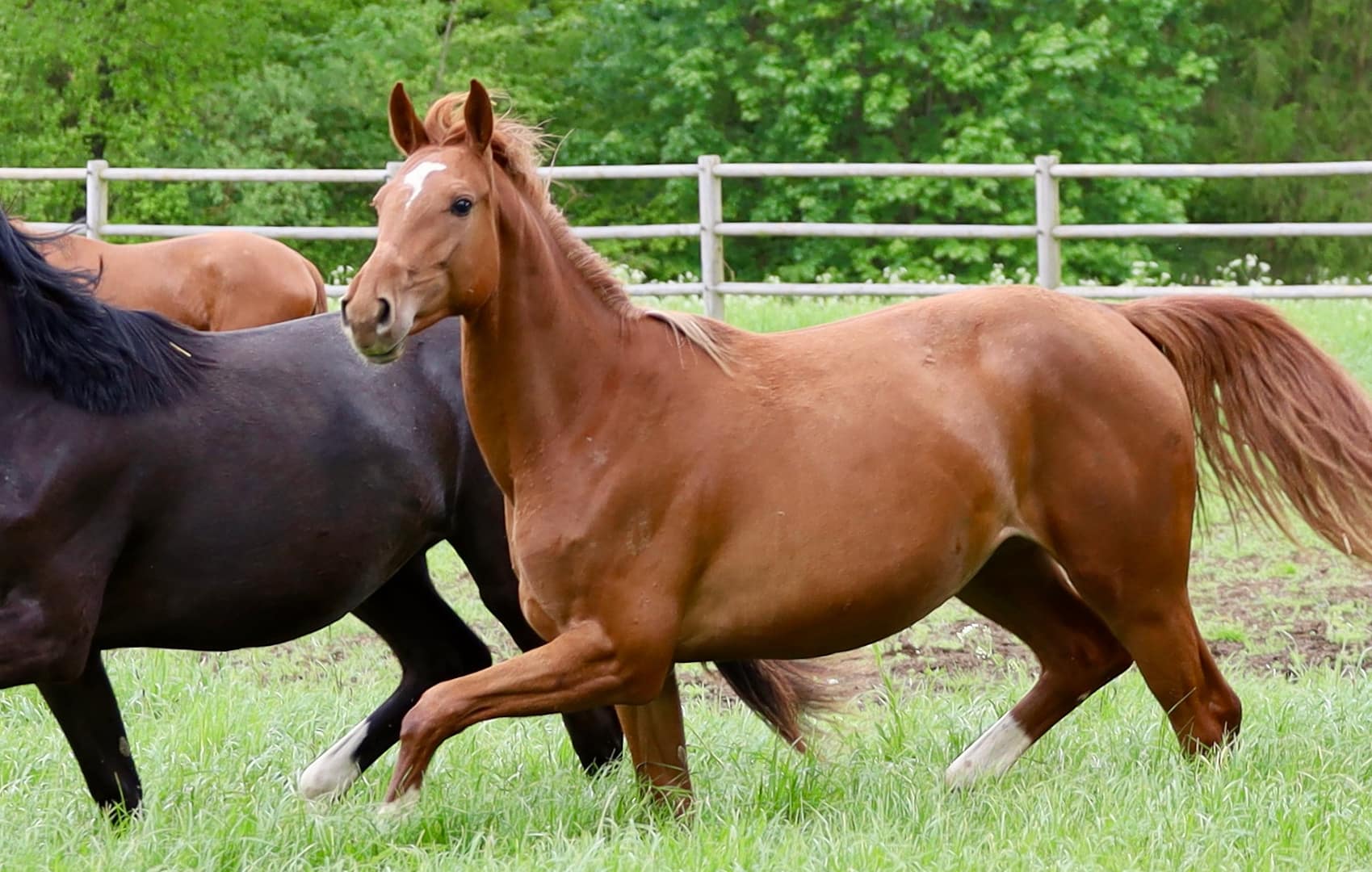 Thumbnail Eowyn von der Mittelerde