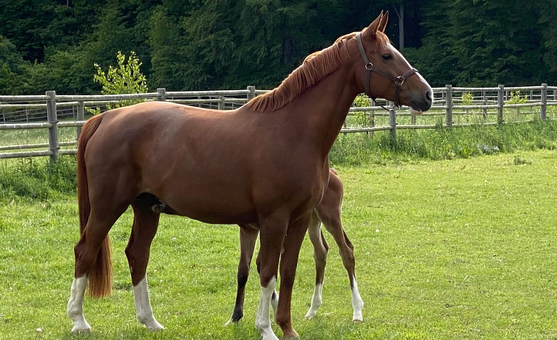 Thumbnail OS Elite St. Golden Moonlight