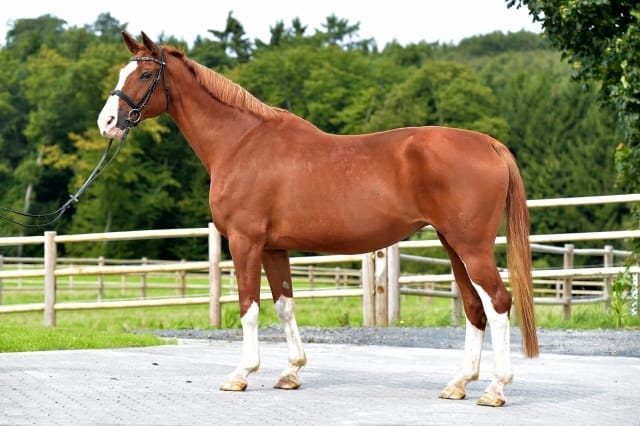 Thumbnail La Rouge (Zuchtname: Lady L)