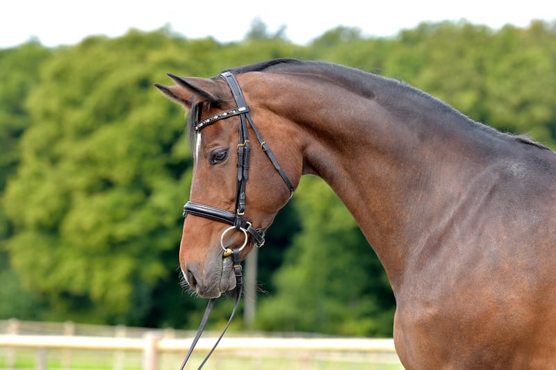 Thumbnail S-Capitola