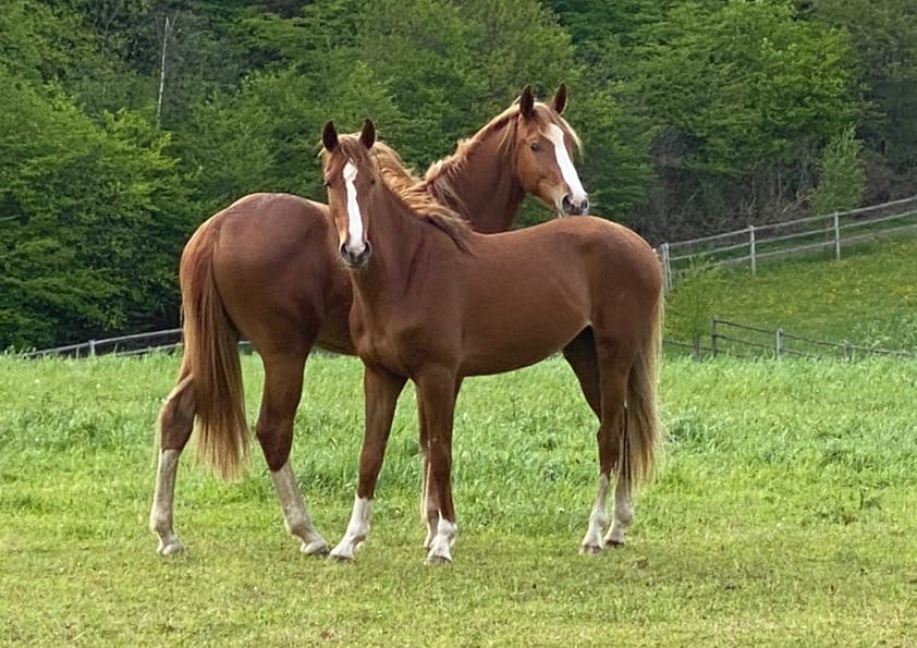 Thumbnail Heather ME