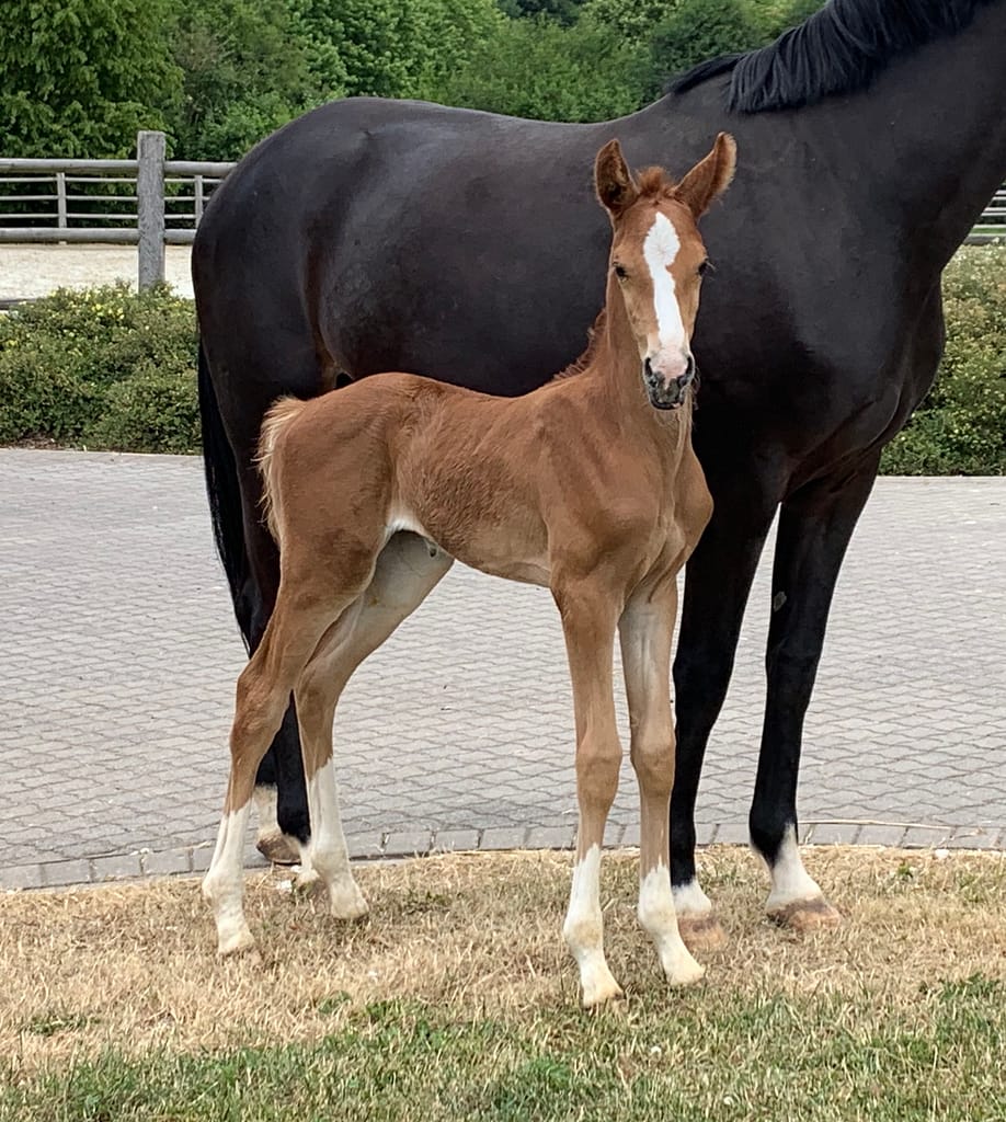 Dieses Bild hat ein leeres Alt-Attribut. Der Dateiname ist fullsizeoutput_35f9-1-918x1024.jpeg