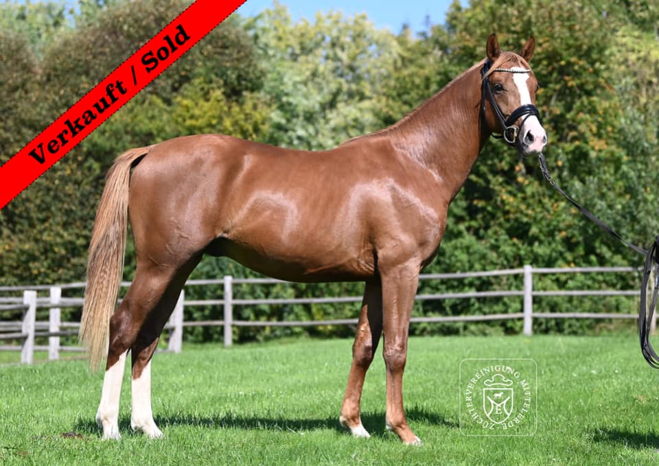 Thumbnail Vino von der Mittelerde