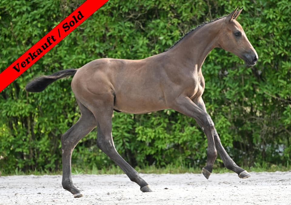 Thumbnail Eomer von der Mittelerde