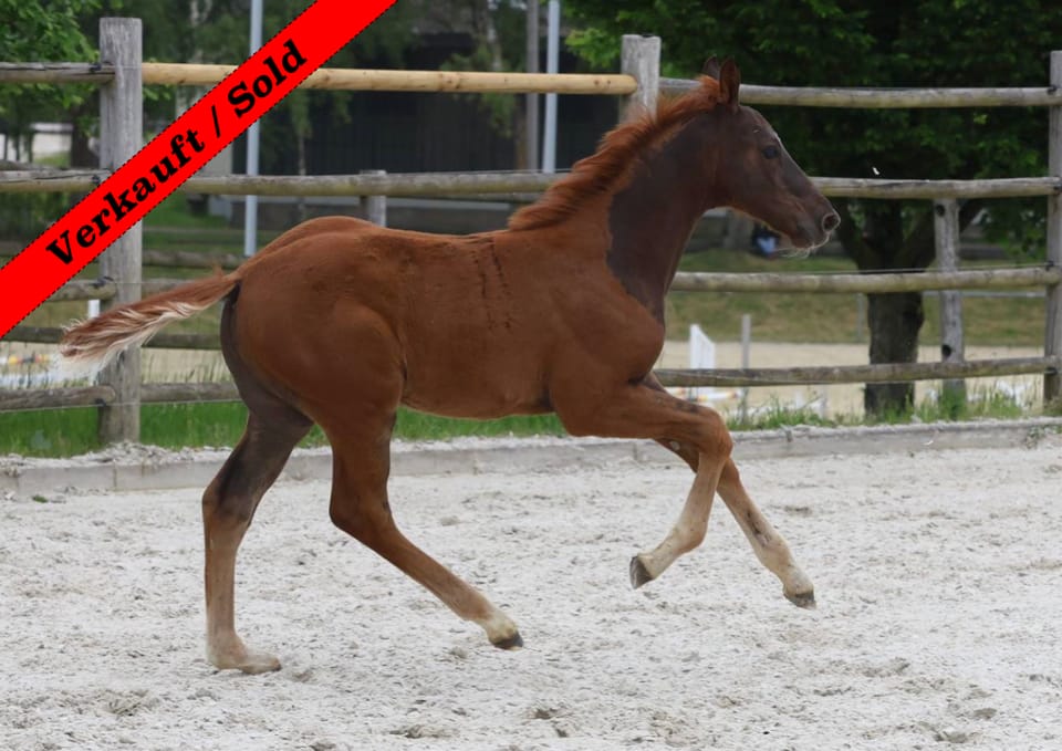 Thumbnail Disa von der Mittelerde