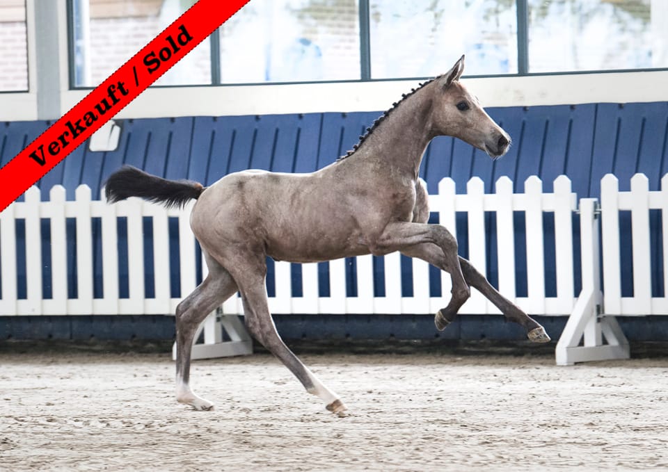 Thumbnail Elwing von der Mittelerde