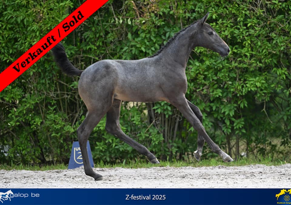 Thumbnail Cardolan von der Mittelerde